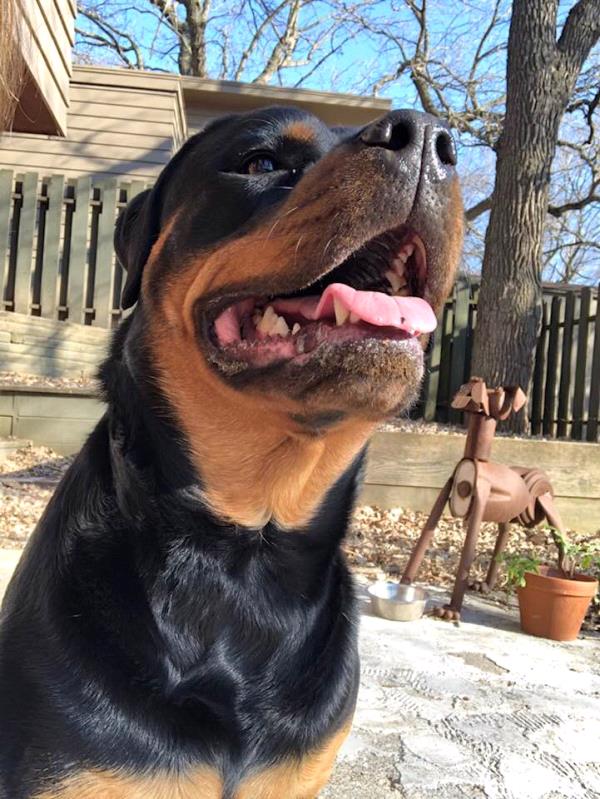 /Images/uploads/MidAmerica Rottweiler Rescue/adoptarottphotocontest/entries/10533thumb.jpg
